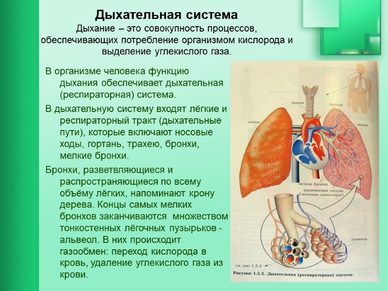 Дыхательная система Дыхание – это совокупность процессов, обеспечивающих потребление организмом кислорода и выделение углекислого